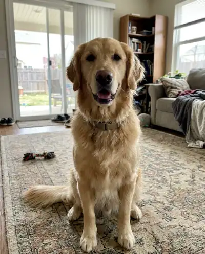 Golden retriever, original photo